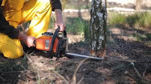 Best Leaf Removal  in North Bend, WA